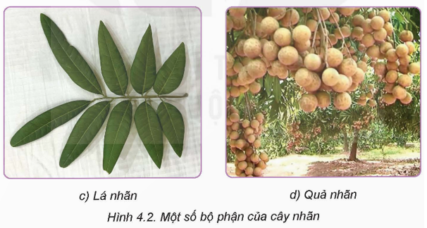 BÀI 4. KĨ THUẬT TRỒNG VÀ CHĂM SÓC CÂY NHÃN