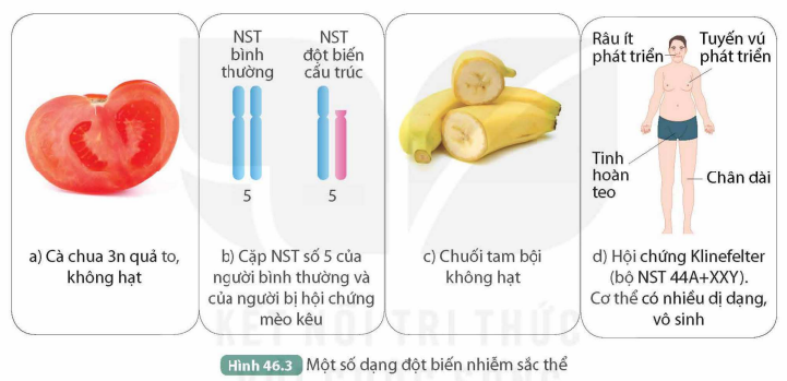 BÀI 46. ĐỘT BIẾN NHIỄM SẮC THỂ