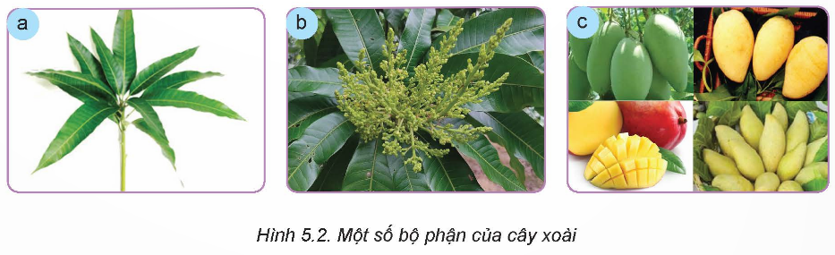 BÀI 5. KĨ THUẬT TRỒNG VÀ CHĂM SÓC CÂY XOÀI