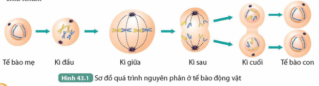 BÀI 43. NGUYÊN PHÂN VÀ GIẢM PHÂN KHỞI ĐỘNG