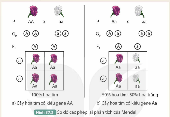 BÀI 37. CÁC QUY LUẬT DI TRUYỀN CỦA MENDEL