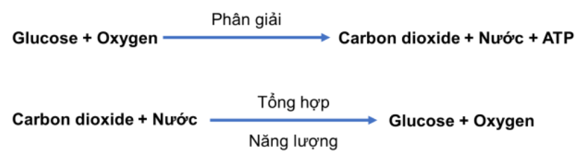 BÀI 25: HÔ HẤP TẾ BÀO