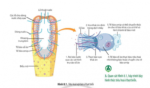 BÀI 8. DINH DƯỠNG VÀ TIÊU HÓA Ở ĐỘNG VẬT