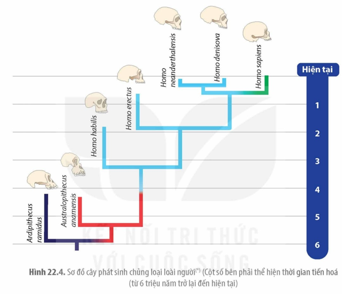 BÀI 22. TIẾN HÓA LỚN VÀ QUÁ TRÌNH PHÁT SINH CHỦNG LOẠI