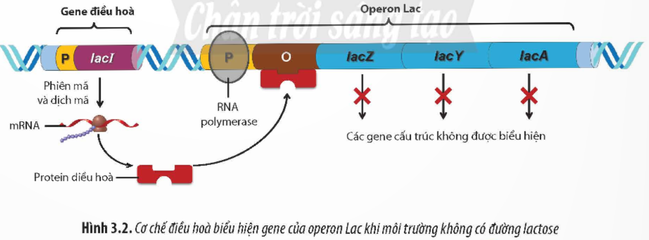 BÀI 3. ĐIỀU HÒA BIỂU HIỆN GEN