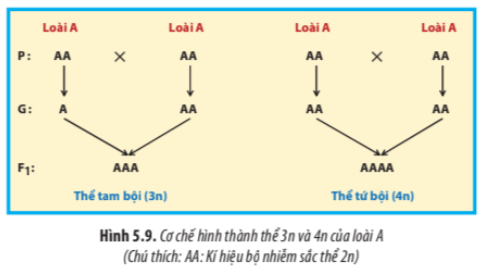 BÀI 5. NHIỄM SẮC THỂ VÀ ĐỘT BIẾN NHIỄM SẮC THỂ