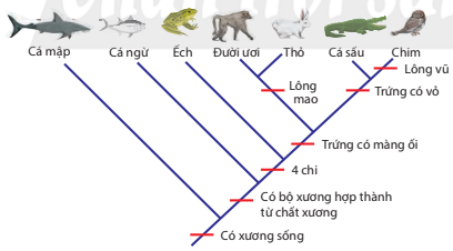 BÀI 17. THUYẾT TIẾN HÓA TỔNG HỢP HIỆN ĐẠI