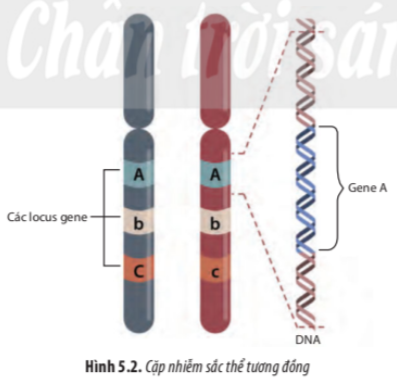 BÀI 5. NHIỄM SẮC THỂ VÀ ĐỘT BIẾN NHIỄM SẮC THỂ