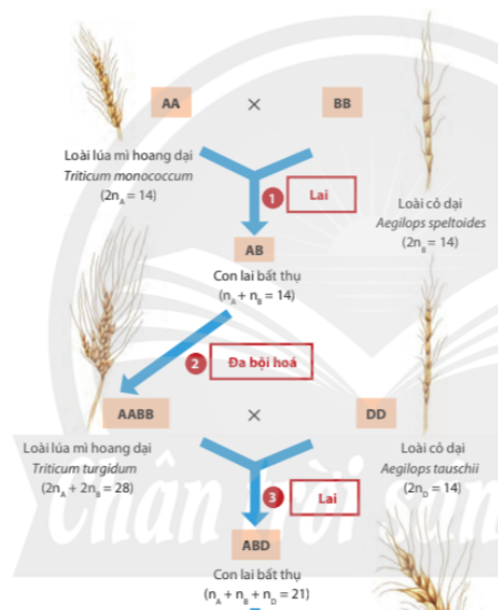 BÀI 5. NHIỄM SẮC THỂ VÀ ĐỘT BIẾN NHIỄM SẮC THỂ