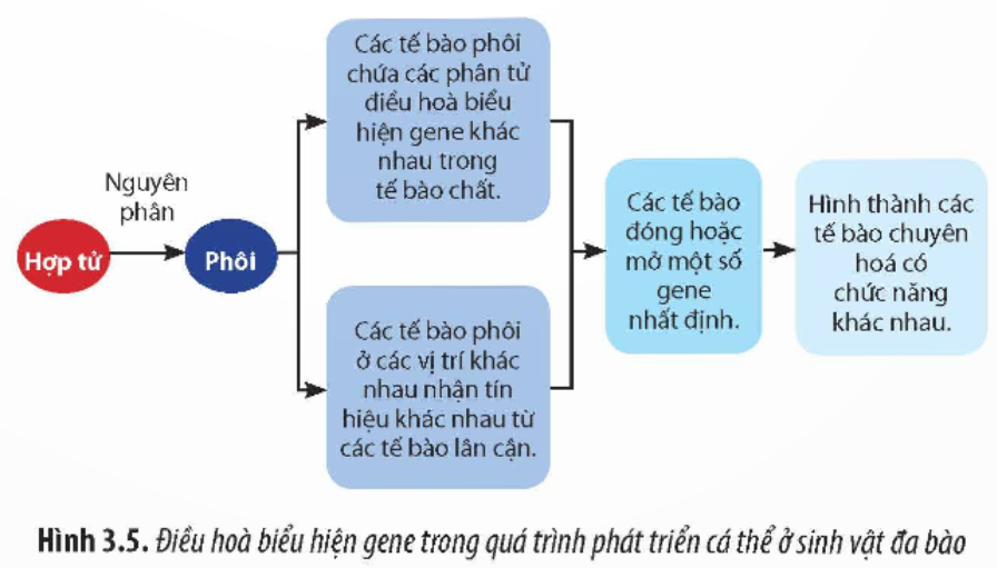 BÀI 3. ĐIỀU HÒA BIỂU HIỆN GEN