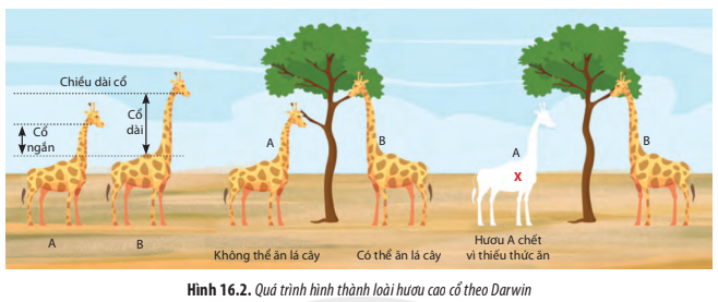 BÀI 16. QUAN NIỆM CỦA DARWIN VỀ CHỌN LỌC TỰ NHIÊN VÀ HÌNH THÀNH LOÀI