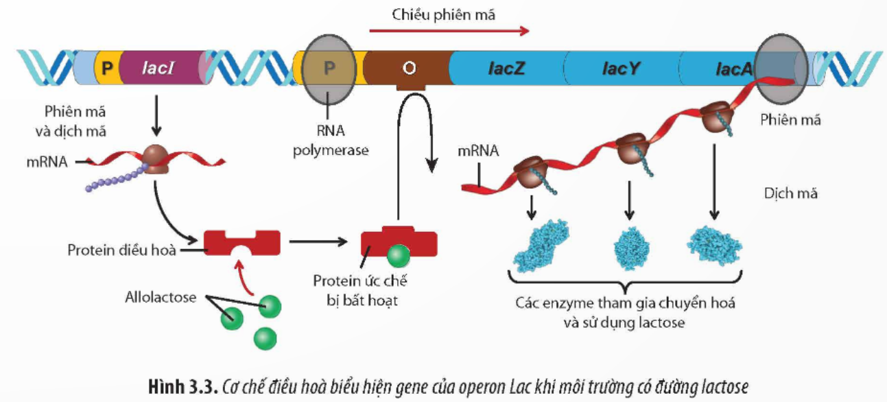 BÀI 3. ĐIỀU HÒA BIỂU HIỆN GEN