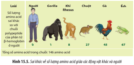 BÀI 15. CÁC BẰNG CHỨNG TIẾN HÓA