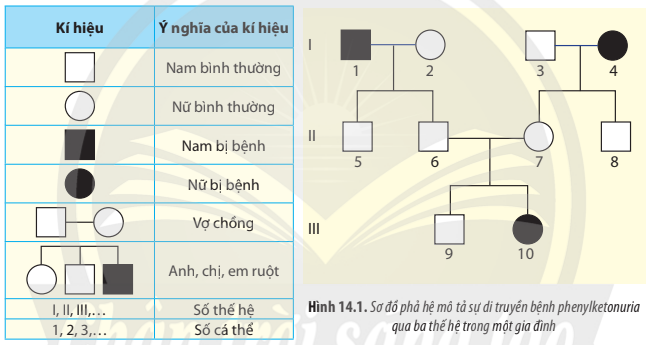 BÀI 14. DI TRUYỀN HỌC NGƯỜI