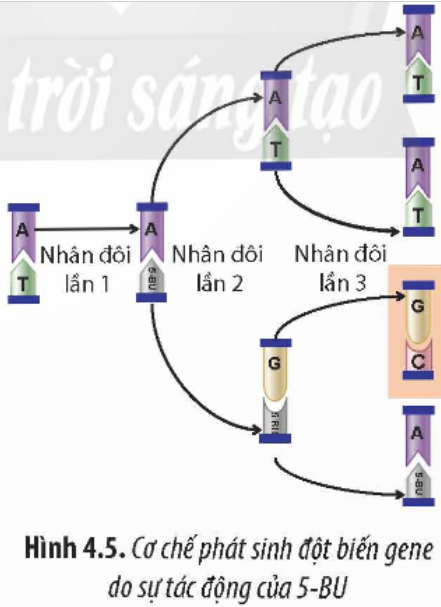 BÀI 4. HỆ GENE ĐỘT BIẾN VÀ CÔNG NGHỆ GENE