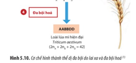 BÀI 5. NHIỄM SẮC THỂ VÀ ĐỘT BIẾN NHIỄM SẮC THỂ