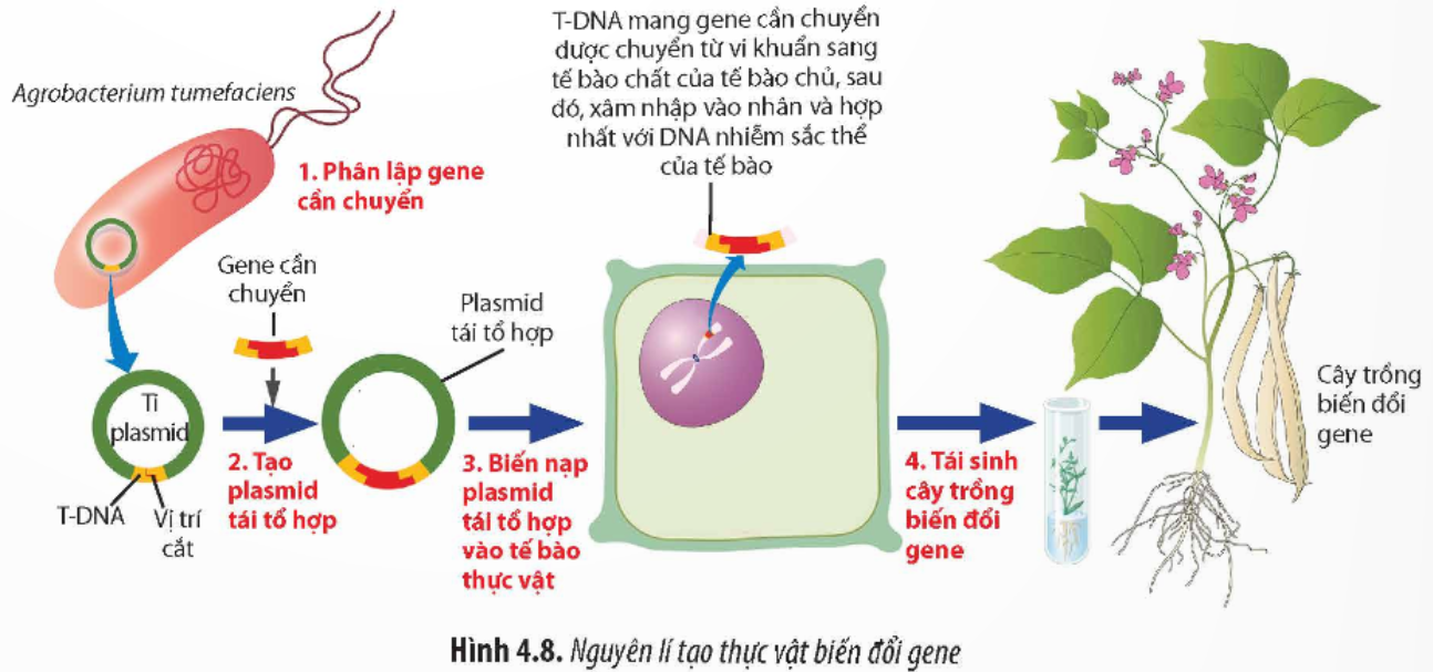 BÀI 4. HỆ GENE ĐỘT BIẾN VÀ CÔNG NGHỆ GENE