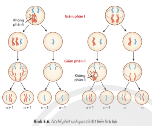 BÀI 5. NHIỄM SẮC THỂ VÀ ĐỘT BIẾN NHIỄM SẮC THỂ