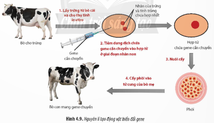 BÀI 4. HỆ GENE ĐỘT BIẾN VÀ CÔNG NGHỆ GENE