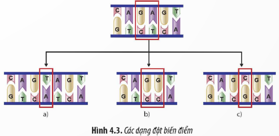 BÀI 4. HỆ GENE ĐỘT BIẾN VÀ CÔNG NGHỆ GENE