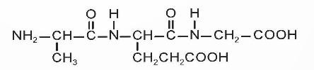 BÀI 7. AMINO ACID VÀ PEPTIDE