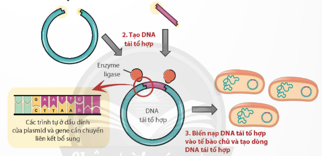 BÀI 4. HỆ GENE ĐỘT BIẾN VÀ CÔNG NGHỆ GENE