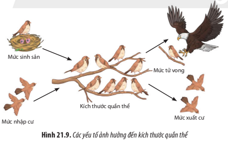 BÀI 21. QUẦN THỂ SINH VẬT