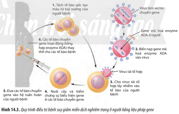 BÀI 14. DI TRUYỀN HỌC NGƯỜI