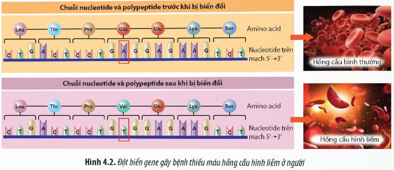 BÀI 4. HỆ GENE ĐỘT BIẾN VÀ CÔNG NGHỆ GENE