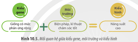 BÀI 10. MỐI QUAN HỆ GIỮA KIỂU GENE - KIỂU HÌNH - MÔI TRƯỜNG