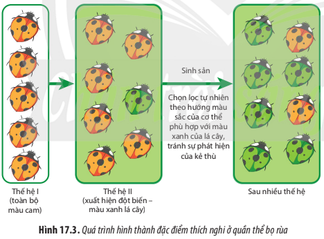 BÀI 17. THUYẾT TIẾN HÓA TỔNG HỢP HIỆN ĐẠI