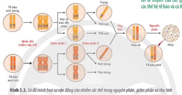 BÀI 5. NHIỄM SẮC THỂ VÀ ĐỘT BIẾN NHIỄM SẮC THỂ