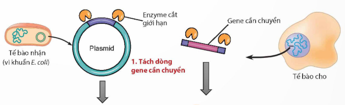 BÀI 4. HỆ GENE ĐỘT BIẾN VÀ CÔNG NGHỆ GENE