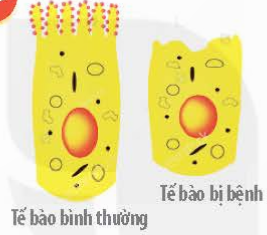 BÀI 8 - TẾ BÀO NHÂN THỰC