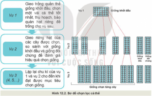 BÀI 12: MỘT SỐ PHƯƠNG PHÁP CHỌN, TẠO GIỐNG CÂY TRỒNG