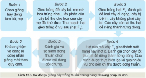 BÀI 12: MỘT SỐ PHƯƠNG PHÁP CHỌN, TẠO GIỐNG CÂY TRỒNG