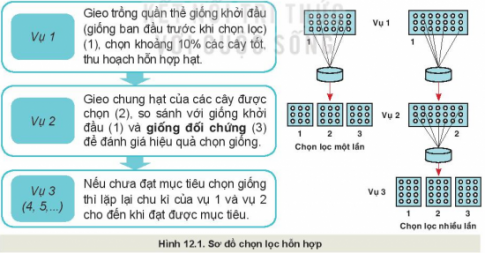 BÀI 12: MỘT SỐ PHƯƠNG PHÁP CHỌN, TẠO GIỐNG CÂY TRỒNG