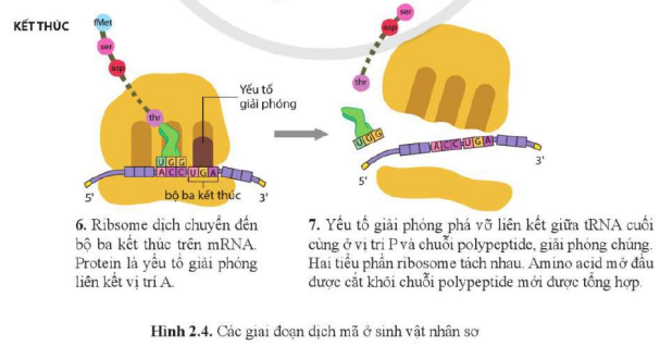 BÀI 2. SỰ BIỂU HIỆN THÔNG TIN DI TRUYỀN