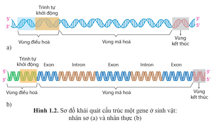 BÀI 1. GENE VÀ SỰ TÁI BẢN DNA