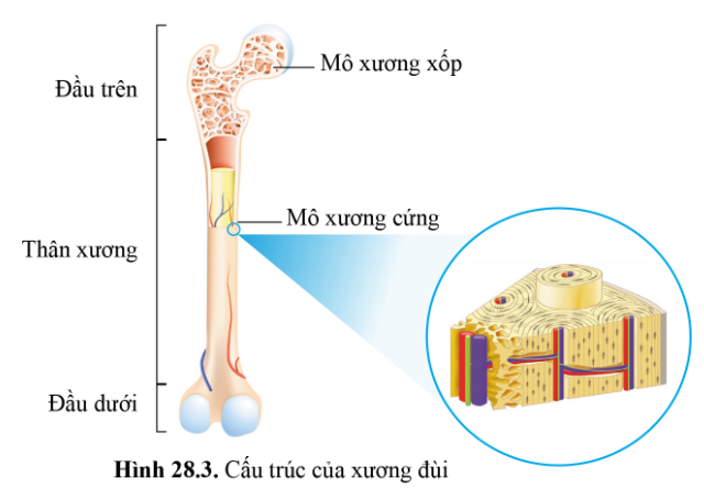 BÀI 28 - HỆ VẬN ĐỘNG Ở NGƯỜI