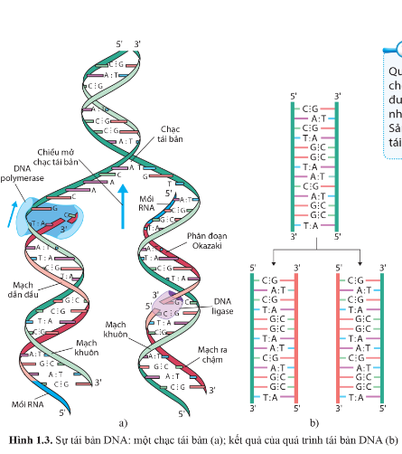 BÀI 1. GENE VÀ SỰ TÁI BẢN DNA