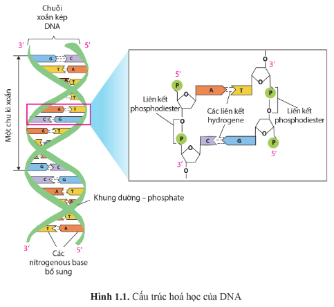 BÀI 1. GENE VÀ SỰ TÁI BẢN DNA