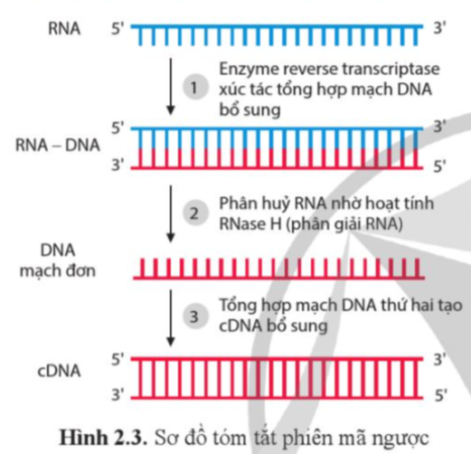 BÀI 2. SỰ BIỂU HIỆN THÔNG TIN DI TRUYỀN