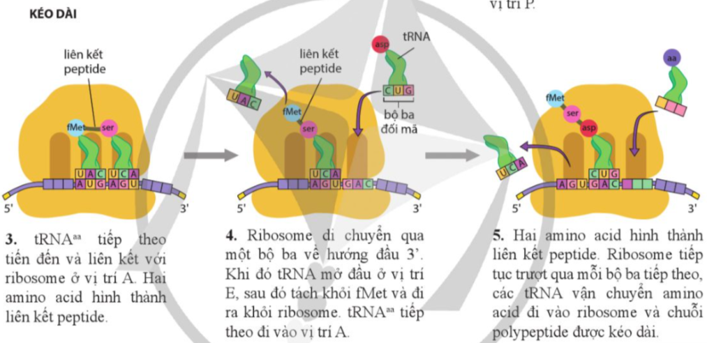 BÀI 2. SỰ BIỂU HIỆN THÔNG TIN DI TRUYỀN