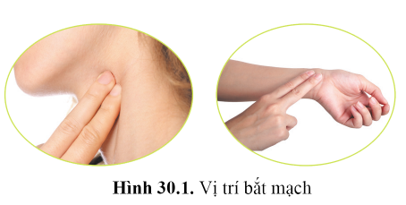 BÀI 30 - MÁU VÀ HỆ TUẦN HOÀN Ở NGƯỜI