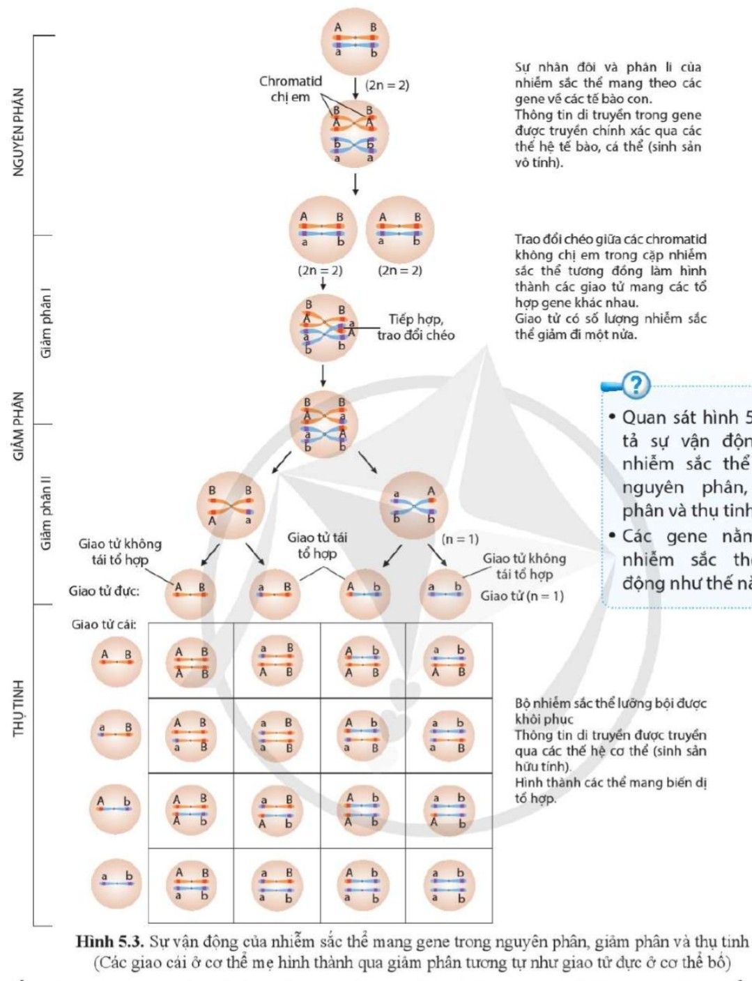 BÀI 5. NHIỄM SẮC THỂ VÀ CƠ CHẾ DI TRUYỀN NHIỄM SẮC THỂ