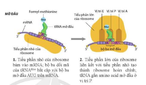 BÀI 2. SỰ BIỂU HIỆN THÔNG TIN DI TRUYỀN