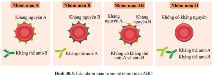 BÀI 30 - MÁU VÀ HỆ TUẦN HOÀN Ở NGƯỜI