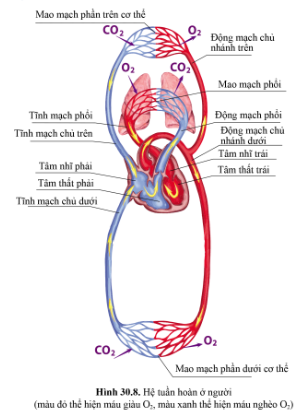 BÀI 30 - MÁU VÀ HỆ TUẦN HOÀN Ở NGƯỜI