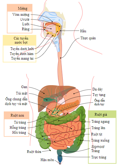 BÀI 32 DINH DƯỠNG VÀ TIÊU HÓA Ở NGƯỜI